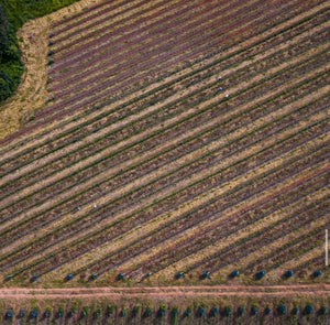 Casa Almeida Barreto Espresso - Brazil - Barista och Espresso